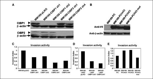 Figure 4. CtBPs regulate tumor cell invasion. A, detection of CtBP1 and CtBP2 by immunoblot after introduction of lentiviral vectors encoding shRNAs specific for either family member. Empty pLKO vector was introduced as a control. Protein bands corresponding to CtBP1 or CtBP2 are indicated by arrowheads. β-Actin serves as a loading control (arrows). B, detection of ectopic V5 epitope-tagged CtBP2 by immunoblot with anti-V5 antibodies in MM189 cells transfected with pcDNA3 vectors encoding wild-type mouse (PC/mCt) or human (PC/hCt) CtBP2, or a NADH binding-deficient CtBP2 mutant (PC/hCt mut) or empty vector control (PC). β-Actin serves as a loading control. C, invasion activity, represented by invasion index (see Materials and Methods) for MM189 cells infected with either control lentivirus or lentiviruses encoding shRNAs targeting either CtBP1 or CtBP2. D, invasion activity of MM189 cells expressing the p19Arf L46D mutant and infected with either control lentivirus or lentiviruses encoding shRNAs specific for either CtBP1 or CtBP2. E, invasion activity of MM189 cells transfected with pcDNA3-CtBP2 or empty vector.