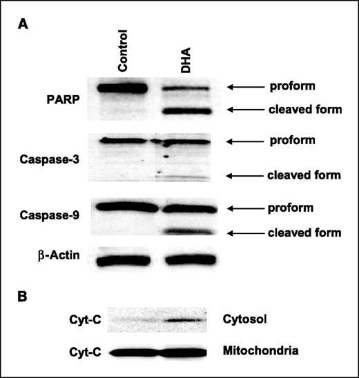 Figure 3. DHA treatment induces apoptosis in human cholangiocarcinoma cells. A, DHA induces activation of caspase-3, caspase-9, and cleavage of PARP. CCLP1 cells were treated with DHA (20 μmol/L) for 24 h and the cell lysates were obtained for Western blot analysis. Equal amounts of cellular proteins were subjected to SDS-PAGE followed by Western blotting using antibodies against PARP, caspase-3, and caspase-9 as described in Materials and Methods. B, DHA induces the release of cytochrome c in CCLP1 cells. The levels of cytochrome c in the cytosolic and mitochondrial fractions were determined by Western blotting analysis.