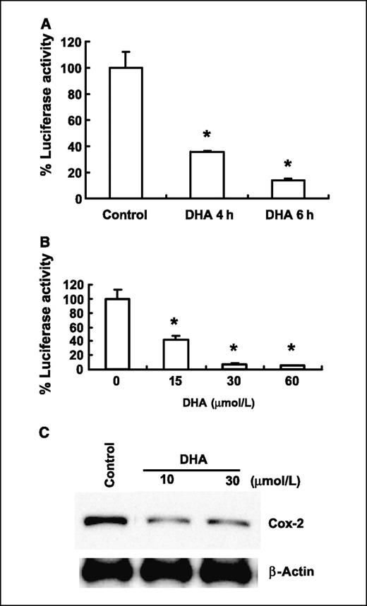 Figure 6. DHA inhibits COX-2 gene expression in human cholangiocarcinoma cells. A and B, DHA reduces COX-2 promoter activity. CCLP1 cells were transiently transfected with a luciferase reporter construct controlled by the COX-2 promoter. After transfection, the cells were treated with vehicle or DHA in serum-free medium at the indicated concentrations and time periods. The cell lysates were obtained to determine the luciferase reporter activity. Columns, mean of six independent experiments; bars, SD (*, P < 0.01 compared with control). C, DHA inhibits COX-2 protein expression. HuCCT1 cells were treated with 10 to 30 μmol/L of DHA in serum-free medium for 24 h and then the cell lysates were obtained for Western blot analysis using COX-2 antibody as described in Materials and Methods.