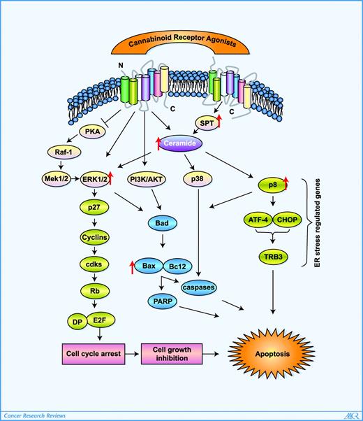 Figure 1. Schematic representation of signaling pathways associated with cannabinoid receptor activation induced by its agonists. Upon receptor binding, cannabinoid receptor agonists inhibit cell proliferation through inhibition of cAMP-dependent protein kinase, which activates mitogen-activated protein kinases (MAPK). Stimulation of ceramide synthesis via activation of serine pamitoyltranferase (SPT) up-regulates p8, leading to the subsequent induction of apoptosis. Cannabinoid receptor agonists also activates MAPKs and PI3K/Akt pathways; sustained activation of ERK1/2 leads to the induction of cyclin kinase inhibitor p27/KIP1with modulation of cell cycle regulatory molecules, resulting in G1 arrest and apoptosis. The proposed mechanisms are based on the available literature and are cell specific, and not all pathways are triggered simultaneously. Further studies are needed to unravel the detailed mechanism of action of cannabinoid receptor activation by their agonists. CHOP, CAAT/enhancer binding protein homologous protein; PARP, poly(ADP)ribose polymerase; cdk, cyclin-dependent kinase. PKA, cAMP-dependent kinase.