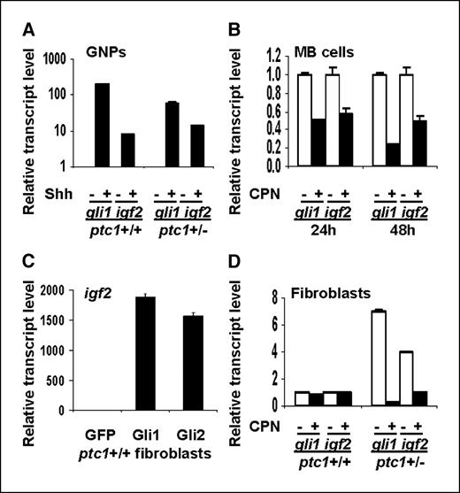 Figure 3. Igf2 transcription can be regulated by the Shh pathway. A, levels of gli1 and igf2 transcript are increased in ptc1+/+ or ptc1+/− P7 GNPs treated with Shh (3 μg/mL) for 48 h. B, PZp53MED cells (MB cells) show decreased levels of gli1 and igf2 transcript when treated with the Shh pathway inhibitor cyclopamine (CPN) for 24 or 48 h. C, ptc1+/+ fibroblasts transfected with CMV promoter–driven Gli1 or Gli2 expression constructs showed increased levels of igf2 transcript after 24 h compared with cells transfected with a GFP control. D, ptc1+/− fibroblasts have increased levels of gli1 and igf2 transcript at baseline. In cyclopamine-treated ptc1+/− fibroblasts, levels of both transcripts are reduced to levels comparable with those seen in ptc1+/+ fibroblasts. Columns, mean; bars, SD.