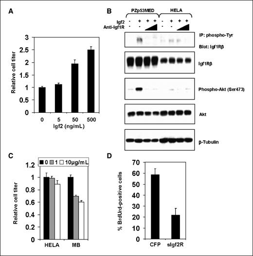 Figure 5. Inhibition of Igf2 signaling reduces MB cell proliferation. A, proliferation of PZp53MED cells is increased in a dose-dependent manner by exogenous Igf2 protein. Cell titer was measured after 48 h in culture. B, levels of Igf1R and Akt phosphorylation in PZp53MED and HELA cell controls treated for 30 min with Igf2 with or without increasing concentrations of an antibody that blocks the Igf1R (anti-Igf1R; 1 μg/mL; 10 μg/mL). Levels of Igf1R and Akt phosphorylation increase dramatically in PZp53MED cells and only minimally in HELA cells when treated with Igf2 protein. Cotreatment with anti-Igf1R antibody reduced Igf1R and Akt phosphorylation to levels equal or below baseline in PZp53MED cells. Phospho-Igf1R was detected by immunoprecipitation (IP) with anti-phosphotyrosine antibody and immunoblotting with anti-Igf1Rβ antibody. C, anti-Igf1R antibody inhibits MB cell, but not control cell (HELA), proliferation in a dose-dependent manner. Antibody was added for 48 h at the specified concentrations, and cell titer was determined. D, PZp53MED cells were cotransfected with YFP and either a CFP control or sIgf2R. Cells were assessed for BrdUrd staining after 36 h (BrdUrd was added for the final 6 h). The percentage of YFP-positive cells that were also BrdUrd positive was calculated for each sample. Columns, mean; bars, SD.
