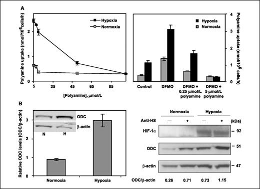 Figure 3. Effects of hypoxia in ODC− and polyamine uptake–deficient cells. A, hypoxia increases the concentration of extracellular polyamine required to normalize polyamine uptake in ODC-deficient cells. Left, CHO cells deficient in ODC activity (ODC−) were cultured in normoxia or hypoxia for 4 h in the presence of varying concentrations (5–100 μmol/L) of the polyamine putrescine as indicated, and then [14C]spermine (5 μmol/L) uptake was determined over a period of 30 min. Right, HeLa cells were grown in the absence or presence of 5 mmol/L DFMO and putrescine (0.25 or 5 μmol/L) for 3 d. Subsequently, the cells were cultured in normoxia or hypoxia for 4 h and finally analyzed for [14C]spermine (5 μmol/L) uptake activity. Points and columns, mean of least two independent experiments, each done in triplicate; bars, SD. B, intact polyamine uptake is not required for hypoxic induction of ODC. Left, polyamine uptake–deficient cells (CHO-MGBG) were cultured under normoxic or hypoxic conditions for 4 h, and cell lysates were analyzed for ODC protein and normalized to β-actin levels. Right, HeLa cells were cultured in normoxic or hypoxic conditions for 8 h in the absence or presence of an scFv anti–heparan sulfate antibody (anti-HS) that inhibits polyamine uptake. Cell lysates were analyzed for HIF-1α, ODC, and β-actin protein levels. The ODC to β-actin ratios from a representative experiment are indicated.