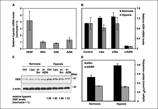 Figure 4. Involvement of AZIN in the hypoxic induction of the polyamine system. A, hypoxia does not affect ODC, OAZ, or AZIN at the transcriptional level. HeLa cells were kept in normoxia or hypoxia (0.5% O2) for 2 h, and ODC, OAZ, and AZIN mRNA expressions were determined by quantitative real-time PCR using three reference genes as listed in Materials and Methods. VEGF was used as a positive control and, expectedly, was induced severalfold by hypoxia. Columns, average fold increase at hypoxia versus normoxia from three separate experiments; bars, SD. B, RNA interference–mediated down-regulation of AZIN. HeLa cells were left untreated (Ctrl), incubated with Lipofectamine alone (Lipo), or transfected with siRNA specific for AZIN (siAZIN) or scrambled siRNA (siScr) and incubated in normoxia or hypoxia (1% O2) for 8 h. AZIN mRNA expression at the various conditions was determined by real-time PCR and normalized to reference genes. C, hypoxic induction of ODC is attenuated by AZIN knockdown. ODC and β-actin protein levels were determined by immunoblotting in normoxic and hypoxic HeLa cells following the same treatments as in B. Indicated are the relative hypoxic ODC levels [hypoxic (ODC/β-actin)/normoxic (ODC/β-actin)] after the respective treatments. Representative of three independent experiments. D, hypoxic induction of polyamine uptake is reversed by AZIN knockdown. HeLa cells were transfected with siRNA specific for AZIN mRNA or with scrambled siRNA, and then incubated in normoxia or hypoxia for 4 h. Finally, [14C]spermine (5 μmol/L) uptake was determined over a period of 30 min. Representative of two independent experiments, each done in triplicate.