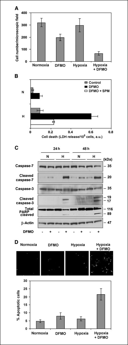 Figure 5. Polyamine depletion sensitizes tumor cells to hypoxic stress. A, effects of DFMO on cell proliferation at normoxic and hypoxic conditions. HeLa cells were grown in the absence or presence of DFMO (5 mmol/L) for 3 d, detached by trypsin, and then seeded into eight-well chamber slides at equal cell densities (10,000 per well). Cells were allowed to adhere in fresh growth medium with or without DFMO for 24 h, and then incubated at normoxic or hypoxic (1% O2) conditions for a period of 48 h. Cell number was determined in 10 representative microscopic (×10) fields from two separate experiments. Columns, mean; bars, SD. B, increased cell death in hypoxic, polyamine-deprived tumor cells. HeLa cells were grown in the absence (Control) or presence of DFMO (5 mmol/L) with or without exogenous spermine (SPM) for 3 d, and then incubated at normoxic (N) or hypoxic (H; 1% O2) conditions for another 48 h. LDH activity was determined in collected cell media, as described by the manufacturer, and normalized to the cell number. a.u., arbitrary units. Columns, mean of two independent experiments, each done in triplicate; bars, SD. C and D, increased apoptosis in hypoxic tumor cells by polyamine deprivation. C, HeLa cells were grown in the absence (−) or presence (+) of DFMO (5 mmol/L) for 3 d and then incubated at normoxia or hypoxia (1% O2). At the indicated times, cell lysates were analyzed for total caspase-7, cleaved caspase-7, total caspase-3, cleaved caspase-3, and poly(ADP-ribose) polymerase (PARP; i.e., a substrate of activated caspase-3) by immunoblotting. β-Actin was used as loading control. Results are representative of two separate experiments. D, HeLa cells were grown in the absence or presence of DFMO (5 mmol/L) for 3 d, detached, and seeded into eight-well chamber slides at equal cell densities (10,000 per well). After incubation in normoxic or hypoxic (1% O2) conditions for another 48 h with or without DFMO, cells were analyzed by the TUNEL apoptosis assay as described by the manufacturer. TUNEL-positive cells were counted in 10 representative microscopic (10×) fields in each group from two separate experiments. Columns, percent apoptotic cells of total; bars, SD.
