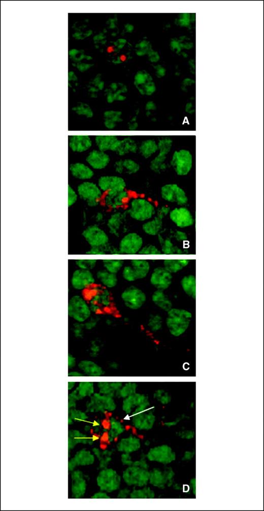 Figure 1. Qualitative characterization of Arc expression in granule cell neurons of the DG. Arc was induced by two 5-min behavioral explorations of a novel environment that were separated by 25 min. Intranuclear foci of Arc mRNA were induced by the second exploration, ∼5 min before tissue collection, and were detected using fluorescent in situ hybridization (A). Cytoplasmic Arc mRNA (B) or Arc protein (C) were detected in neurons activated by the first exploration. Both nuclear foci (second exploration, short yellow arrows) and cytoplasmic Arc mRNA (first exploration, long white arrow) were seen in ∼90% of cells immunoreactive for Arc (D). Digoxigenine-labeled Arc antisense probe was detected with CY3 (red, A, B, and D), and immunofluorescence staining detected Arc protein (red, C). Cell nuclei were counterstained (green); magnification for all images, ×63.