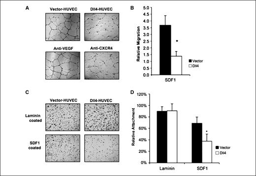 Figure 1. Effects of Dll4 overexpression on endothelial cell migration and attachment. A, effects of Dll4 expression, anti-VEGF, or anti-CXCR4 neutralization on HUVEC cord formation. HUVECs (40 × 103 parental or retrovirus-transduced cells) were incubated for 18 h on Matrigel-coated wells. Anti-VEGF and anti-CXCR4 neutralizing antibodies were added to control HUVEC at a concentration of 10 μg/mL. Representative images. B, SDF1 (100 ng/mL)-induced Transwell migration of control and Dll4-overexpressing HUVECs (5 × 105 per well) over 16 to 20 h of incubation. Columns, mean fold increase in cell migration compared with medium alone in four independent experiments; bars, SE. *, P = 0.007. C, representative images reflecting attachment to wells precoated with laminin (5 μmol/L) or SDF1 (2–4 μg/mL) by control and Dll4-overexpressing HUVECs (2.5 × 104 to 5 × 104 per well). Cells were incubated for 1 h at 37°C, washed with PBS, fixed with 4% paraformaldehyde, and stained with crystal violet. Phase-contrast microscopy. Original magnification, ×4. D, quantitative analysis of attachment in control and Dll4-overexpressing HUVECs. Attachment was quantified by measuring pixels stained for crystal violet using ImageJ, and percent attachment was calculated by dividing the attachment of control HUVEC to 0.1% gelatin. Columns, mean of eight independent experiments; bars, SE. *, P = 0.02.