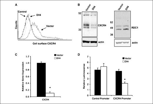 Figure 2. Regulation of CXCR4 expression in Dll4-transduced endothelial cells. A, surface levels of CXCR4 expression in vector-only (Vector) and Dll4-transduced (Dll4) HUVECs measured by flow cytometry. Control reflects unstained HUVEC. B, CXCR4 and RDC1 expression in HUVECs transduced with control vector or Dll4 retrovirus evaluated by immunoblotting with antibody to CXCR4 (CD184) or RDC1 and reblotting with goat anti–β-actin antibody. CXCR4 results are representative of eight independent determinations. C, quantitative RT-PCR analysis of GAPDH and CXCR4 expression in HUVECs transduced with vector only or Dll4. Columns, mean of eight independent determinations; bars, SE. *, P = 0.0001. D, relative luciferase activity after transfection of HUVEC (infected with control or Dll4 retrovirus) with the CXCR4 promoter-reporter plasmid or the control promoter. Cells were cotransfected with Renilla luciferase to account for variation in transfection efficiencies. The results are expressed as relative activation after correction for Renilla luciferase activity. Columns, mean of five experiments; bars, SE. *, P = 0.003.
