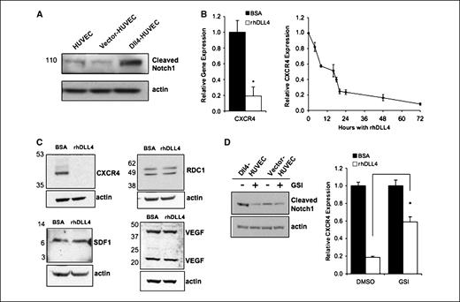 Figure 3. Regulation of CXCR4 expression by extracellular rhDLL4 and requirement of Notch signaling. A, COOH-terminal Notch1 fragment detected by immunoblotting with specific antibodies. The membrane was reblotted for β-actin. Cell lysates were prepared from semiconfluent cultures of HUVEC (parental and infected with control retrovirus or Dll4 retrovirus). B, quantitative RT-PCR analysis of relative GAPDH and CXCR4 mRNA expression in HUVECs stimulated with BSA or extracellular rhDLL4 at 48 h (left) or at 4, 8, 16, 18, 20, 24, 48, and 72 h (right). The results represent the mean of four independent determinations (left; *, P = 0.015) or two to four determinations per time point (right). Bars, SE. C, CXCR4, SDF1, RDC1, and VEGF expression in HUVECs stimulated for 72 h with BSA or extracellular rhDLL4 evaluated by immunoblotting with specific antibodies. Membranes were reblotted with goat anti–β-actin antibody. Representative of two to three independent determinations. D, COOH-terminal Notch1 fragment detected by immunoblotting of cell lysates from semiconfluent cultures of HUVEC transduced with Dll4 or control retrovirus after 72 h of incubation with L-685,458 (GSI) or diluent (DMSO) only. Left, the membrane was reblotted for β-actin; right, quantitative RT-PCR analysis of relative GAPDH and CXCR4 mRNA expression in DMSO or L-685,458 inhibitor-treated (72 h) HUVECs stimulated with BSA or extracellular rhDLL4. Columns, mean of three independent determinations; bars, SE. *, P = 0.003.