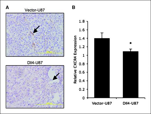 Figure 4. Regulation of CXCR4 expression in xenografts of U87 glioblastoma cells transduced with Dll4. A, CXCR4 detected by immunohistochemistry in tumor sections of xenografts established in mice by injection of human U87 glioma cells transduced with control empty vector or Dll4. In control tumors (top), CXCR4 (brown staining) lines small tumor vessels (arrow). In Dll4 tumors (bottom), the larger vessels (arrow) are negative for CXCR4. B, relative mouse CXCR4 mRNA levels in vector control-U87 and Dll4-U87 glioma tumor xenografts measured by real-time PCR using mouse-specific probes. Columns, mean of five tumors; bars, SE. *, P < 0.05.