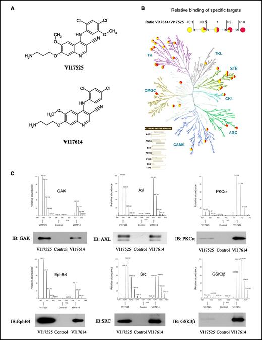 Figure 6. Cellular targets of compounds VI17525 and VI17614 identified by quantitative chemical MS approach. A, chemical structures of compounds VI17525 (SKI-606 derivative) and VI17614 (NA80X1 derivative), which were immobilized via their primary amino groups to epoxy-activated Sepharose beads. B, cellular specificity profile of compounds VI17525 and VI17614. The kinase targets of VI17525 and VI17614 are represented as circles in the figure. As indicated in the figure, different colors in circles indicate the relative binding (VI17614/VI17525 ratio obtained from quantitative MS) of specific kinase targets to VI17614 and VI17525 resins (for details, see Supplementary Table). The kinase dendrogram was adapted with permission from Cell Signaling Technology, Inc. (http://www.cellsignal.com/). C, representative LTQ-Orbitrap FT-MS scans indicating the differential binding patterns of various targets (more, equal, or less binding to VI17525 resin compared with VI17614 resin). Arrows, monoisotopic peaks used for quantitation. To confirm the results obtained from MS analysis, the total lysates from Hs578T cells were subjected to in vitro association experiments with VI17525, VI17614, or control resins. The bound proteins were analyzed by immunoblotting with indicated antibodies: AXL and Src (equal binding to VI17525 and VI17614 resins), EphB4 and cyclin G–associated kinase (GAK; higher binding to VI17525 resin), and protein kinase Cα (PKCα) and glycogen synthase kinase 3β (GSK3β; higher binding to VI17614 resin).
