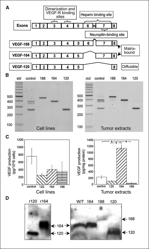 Figure 1. VEGF isoform expression. A, exon structure of murine VEGF isoforms. B, VEGF isoform–specific reverse transcription-PCR of cDNA extracted from control and single VEGF isoform–expressing tumor cell lines grown in vitro and solid tumor extracts from all four tumor types grown subcutaneously in SCID mice. Although bands corresponding to VEGF188, VEGF164, and VEGF120 are evident in control cell lines (B), only the relevant isoform is seen in each isoform-specific line. Alternative isoforms are just visible in each isoform-specific line when grown in vivo (B). Standards of known sizes were run in parallel (number of base pairs shown in the vertical bar). C, total VEGF protein level in conditioned medium from the different cell lines in culture and from tumor extracts, measured by ELISA. Columns, mean for five repeat cell culture experiments and for tumors (n = 5) in each group for tumor extracts; bars, SE. ANOVA showed no significant differences between groups in the cell culture experiments. *, P < 0.05, significant differences between groups for extracts of solid tumors (ANOVA followed by Tukey-Kramer HSD test). D, cell-conditioned media were concentrated 50-fold and analyzed by Western blotting using a VEGF antibody that recognizes all isoforms of VEGF-A. Mouse recombinant VEGF120 (r120) and VEGF164 (r164) migrated similarly to the medium conditioned by the single isoform–expressing tumor cells.