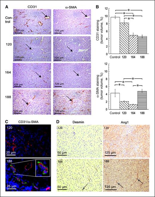 Figure 2. Immunohistochemical analysis of vascular wall maturity in tumors grown subcutaneously in SCID mice. A, near-adjacent sections from all four tumor types were stained for CD31 and α-sma (brown). Arrows, the same blood vessel in each pair of images. VEGF188-expressing and control tumors expressed more α-sma than the other tumor types, some but not all of which were associated with CD31-positive blood vessels. B, quantitative analysis of CD31 and α-sma staining for the whole group, stained as in A. Columns, mean for tumors in each group (n = 8); bars, SE. *, P < 0.05, significant differences between groups (ANOVA followed by Tukey-Kramer HSD test). C, double immunofluorescence staining for CD31 (red) and α-sma (green) with nuclei stained with 4′,6-diamidino-2-phenylindole (blue). Inset, the area indicated at higher magnification, illustrating the spiraling morphology of pericytes. D, desmin staining and Ang1 staining (brown) for VEGF120- and VEGF188-expressing tumors. Arrows, examples of vessels staining positively for desmin and Ang1.