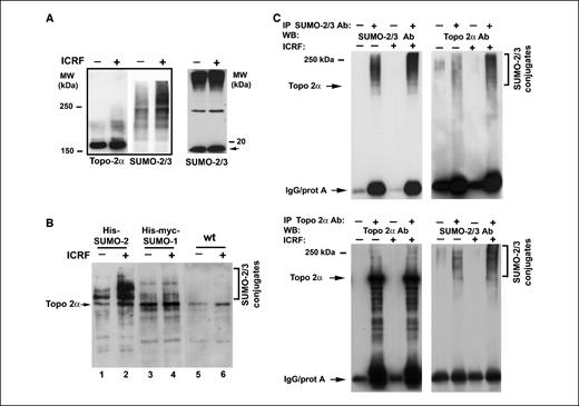 Figure 2. During mitosis human topoisomerase 2α is conjugated to SUMO-2 in response to ICRF-187. A, left, HeLa wt mitotic cells were purified by mechanical shake-off (≥95% mitotics), replated in poly-l-lysine coated dishes, and given either solvent(−) or ICRF-187(+) (50 μg/mL, 20 min) before lysis in Laemmli's sample buffer; proteins were resolved by SDS-PAGE in low acrylamide (6%) gels before electro-blotting and probing with antibodies specific for topoisomerase 2α and SUMO-2/3 proteins. Right, the same whole mitotic cell extracts were resolved in high acrylamide (12%) gel before labeling of immunoblots for SUMO-2/3 proteins; arrow, unconjugated/free SUMO-2/3 proteins. B, purified mitotic HeLaHis-SUMO-2, HeLaHis-myc-SUMO-1, and HeLa wt cells were treated with 50 μg/mL ICRF-187(+) or solvent(−) for 20 min before lysis in 6 mol/L guanidium-HCL buffer and processing for Ni2+-affinity purification of His-SUMO–conjugated forms. Immunoblots of SDS-PAGE resolved conjugates were probed with topoisomerase 2α–specific antibodies. C, top, whole mitotic cell extracts obtained from purified HeLa wt cells (ICRF +/−; 50 μg/mL, 20 min) were subjected to immunoprecipitation (IP) with SUMO-2/3–specific antibodies (4 μg antiserum/∼20 × 106 cells), separated in 7% acrylamide gels and processed for Western blotting (WB) with SUMO-2/3–specific and topoisomerase 2α–specific (mouse monoclonal plus rabbit polyclonal) antibodies. For each experimental group (ICRF +/−), equal amounts of mitotic extract were mock-precipitated in parallel (no antibody controls; bottom) and whole mitotic cell extracts obtained and treated as above (ICRF +/−; 50 μg/mL, 20 min) were subjected to immunoprecipitation with anti–topoisomerase 2α monoclonal antibody (clone KiS1; 5 μg antibody/∼20 × 106 cells) or else mock-precipitated. Western blots were probed with anti–topoisomerase 2α and anti–SUMO-2/3 antibodies as described above.