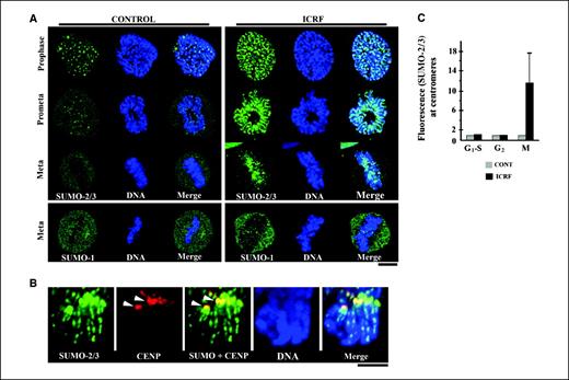 Figure 3. ICRF-187 induces association of SUMO-2/3 with mitotic chromatin at stages preceding sister chromatid separation. A, cells exposed to solvent alone (left; controls) or ICRF-187 (right; 50 μg/mL, 15 min) were stained for either SUMO-2/3 or SUMO-1 with specific polyclonal antisera and imaged while traversing mitotic stages preceding anaphase; DNA was stained with DAPI (bar, 7 μm). B, close-up view of a metaphase cell exposed to ICRF-187 and stained for SUMO-2/3 and centromeres (CENP A/C staining; arrowheads); colocalization of the two patterns appears yellow in the merged image (SUMO + CENP; arrowheads). Additional superimposition of DNA (DAPI) staining shows that SUMO-2/3 also delineates chromosome arm cores/axes in a dotted, discontinuous pattern (Merge); bar, 4 μm. C, cells synchronized at the G1-S border (hidroxyurea block), traversing G2 (10 h after release from a hidroxyurea block) or M stage cells (prometaphase/metaphase) were given solvent (controls) or ICRF-187 and costained for SUMO-2/3 and CENP A/C. Cells were imaged by confocal microscopy using identical, high sensitivity, image capture settings. For G1-S and G2 stages, 25 cells were analyzed per experimental group. For M stage, 50 cells per experimental group were analyzed in each of a triplicate set of experiments. The intensity of the SUMO-2/3 signal that colocalized with centromeric regions (CENP A/C staining) was quantified. For each cell cycle substage (G1-S, G2, M), the average intensity of centromere-associated SUMO-2/3 signals in the ICRF-187–treated groups was divided by the average intensity of the centromeric SUMO-2/3 signals obtained in the corresponding matched controls (normalized to value of 1); thus, the bar corresponding to the ICRF-187 group represents the fold increase relative to the normalized control.