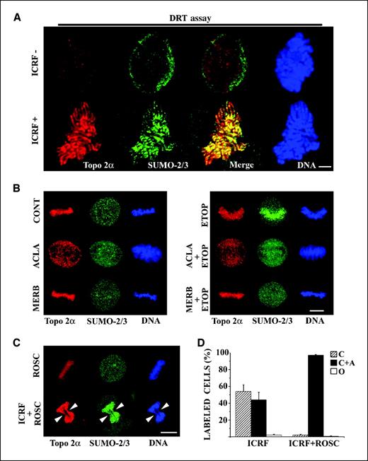 Figure 5. Retention of SUMO-2/3 onto mitotic chromatin correlates with catalytic commitment of topoisomerase 2α preceding full chromatid resolution. A, cells exposed to either solvent (controls) or ICRF-187 were extracted with salt (350 mmol/L NaCl) plus detergent (DRT procedure) and fixed in formaldehyde and immunostained for topoisomerase 2α and SUMO-2/3; regions of colocalization appear yellow in the merged image. DNA is stained with DAPI. B, cells exposed to drug solvent (control) or aclarubicin (ACLA; 2 μmol/L, 15 min), merbarone (MERB; 40 μmol/L, 15 min), etoposide (ETOP; 200 μmol/L, 15 min) were stained for topoisomerase 2α, SUMO-2/3, and DNA (DAPI). Cells exposed to aclarubicin or merbarone preceding addition of etoposide (ACLA + ETOP; MERB + ETOP) were similarly stained. C, cells exposed to either roscovitine (ROSC; 50 μmol/L, 7 min) or ICRF-187 (50 μg/mL, 15 min) plus roscovitine (ROSC + ICRF; roscovitine added 7 min before cell collection) were stained for SUMO-2/3 and DNA (DAPI). A metaphase cell (top) and a cell arrested at the metaphase/anaphase transition (bottom). Note the continuity between lagging chromosome arms (arrowheads). Bars, 5 μm. D, cells exposed to either ICRF-187 (ICRF) or else ICRF-187 plus roscovitine (ICRF + ROSC) as described above were colabeled for SUMO-2/3 and CENP A/C (to highlight centromeric domains). Prometaphase and metaphase cells were scored according to the pattern of staining for SUMO-2/3 as either no staining (O), staining restricted to centromeric regions (C), or staining at both centromeres and chromosome arms (C + A). Histograms depict the distribution of staining patterns in each experimental group (ICRF and ICRF + ROSC) evaluated in triplicate experiments (≥80 cells analyzed per experiment).