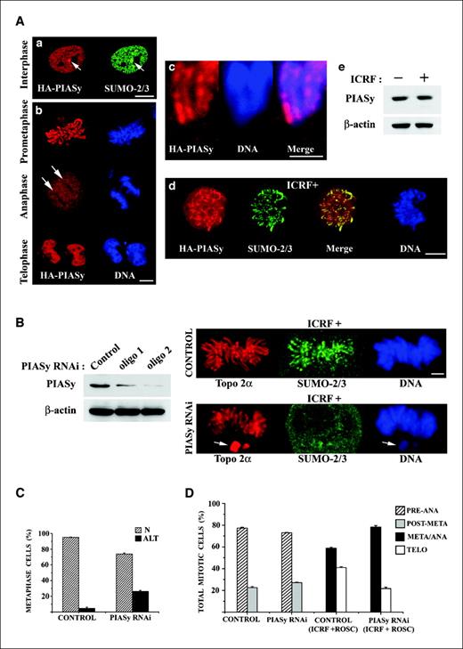 Figure 6. PIASy localizes to mitotic chromosome cores/axes to promote accumulation of SUMO-2/3 conjugates and sister chromatid resolution. A, HeLa cells expressing HA-PIASy (∼24 h after transfection) were costained for PIASy (anti-HA antibody) and SUMO-2/3. Note that in interphase, PIASy distributes in the nucleoplasm with occasional concentration in nuclear bodies (arrows) that also accumulate SUMO-2/3 (a). Bar, 5 μm. b, shown are cells traversing different stages of mitosis stained for PIASy (anti-HA antibody) and DNA (DAPI). Note absence of HA-PIASy over chromosome regions (arrows) at anaphase. Bar, 5 μm. c, close-up view of a metaphase cell expressing HA-PIASy and immunolabeled with the anti-HA antibody; DNA is stained with DAPI. Note localization of PIASy at chromosome cores in the merged image. Bar, 2 μm. d, cells expressing HA-PIASy were exposed to ICRF-187 (50 μg/mL, 20 min) and double-immunolabeled for PIASy and SUMO-2/3. A prometaphase cell; note that regions of colocalization appear yellow in the merge. DNA is stained with DAPI. Bar, 5 μm. e, levels of PIASy in nontransfected mitotic HeLa cells (ICRF −/+) were determined by Western blot analysis; β-actin levels serve as loading controls. B, left, Western blots of whole-cell protein extracts obtained from mock-depleted (control) and PIASy-depleted populations (two different silencing oligonucleotides: oligo 1, oligo 2) were probed with antibodies specific for PIASy and β-actin (loading control); right, HeLa cells were depleted of PIASy with specific siRNA (PIASy RNAi) or mock-depleted (control) and given ICRF-187 (50 μg/mL, 20 min) before staining for topoisomerase 2α and SUMO-2/3. Note the reduced amounts of SUMO-2/3 proteins within mitotic chromosomes in the PIASy-depleted cell; also shown in this confocal section are two chromosomes that did not incorporate into the metaphase plate (arrows). DNA is stained with DAPI. Bar, 2 μm. C, PIASy-depleted (PIASy RNAi) and mock-depleted (control) HeLa cell populations were stained with DAPI, and cells at metaphase stage were classified as having either normal (N) metaphase plates (fully congregated chromosomes) or altered (ALT) metaphase plates with misincorporated chromosomes; ≥250 cells per experimental group were analyzed in each of a triplicate set of experiments. D, PIASy-depleted (PIASy RNAi) and mock-depleted (control) HeLa cell populations were stained with DAPI and cells at the preanaphase (preANA; prometaphase + metaphase) and postmetaphase (postMETA; anaphase + telophase) compartments were quantified. In parallel experiments, control and PIASy-depleted populations were exposed to ICRF-187 (50 μg/mL, 20 min) plus roscovitine (50 μmol/L) and cells trapped at the metaphase-anaphase transition (META/ANA) and traversing telophase (TELO) were scored; ≥250 cells per experimental group were analyzed in each of a triplicate set of experiments.