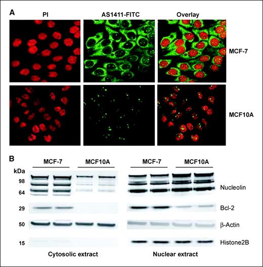 Figure 2. A, cellular uptake of AS1411 in MCF-7 and MCF-10A cells. The binding of AS1411 was determined by confocal imaging of immunofluorescence of FITC labeled AS1411. Nuclei were counterstained with propidium iodide (PI). Representative images of three separate experiments. B, levels of nucleolin and bcl-2 protein in MCF-7 and MCF-10A cells. The levels of nucleolin and bcl-2 protein were determined by immunoblotting with mAbs specific for nucleolin and bcl-2 proteins. The relative amounts of protein were calculated after normalization to β-actin for the cytosolic extracts and to histone 2B for nuclear extracts.