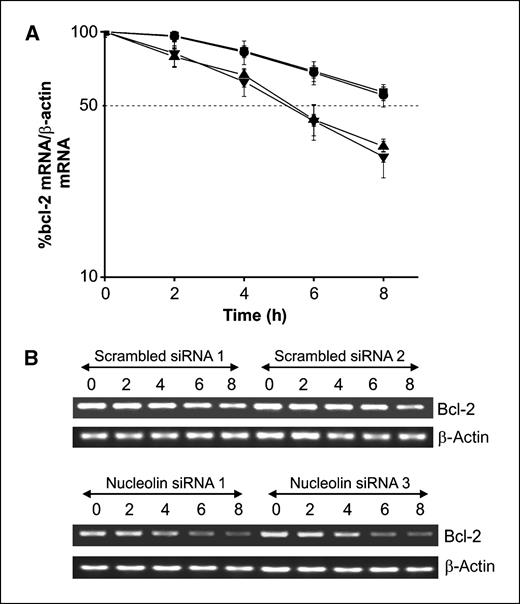 Figure 4. Effect of nucleolin knockdown on the half-life of bcl-2 mRNA in MCF-7 cells. A, levels of total intracellular bcl-2 mRNA were measured by reverse transcription-PCR (RT-PCR) in two clones of scrambled siRNA–transfected cells (▪, •) and two clones of cells transfected with a nucleolin siRNA (▴, ▾). Semiquantitative RT-PCR was used to analyze bcl-2 mRNA levels at the indicated time points (0, 2, 4, 6, and 8 h) after the addition of actinomycin D. Data were normalized to β-actin mRNA and plotted on a semilogarithmic scale. Points, mean of three experiments; bars, SE. B, the PCR products were analyzed on a 2% agarose gel, which was stained with ethidium bromide and analyzed with ChemiImager digital imaging system.