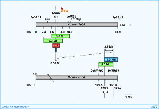 Figure 2. Several independent studies support a tumor-suppressive role for CHD5. Genes mapping to 1p36 (top) are contained within a conserved linkage group on distal mouse chromosome 4 (bottom). Mouse models with gain and loss of a 4.3-Mb region of mouse chromosome 4 identify a potent tumor-suppressive region corresponding to a 5.7-Mb region of human 1p36; this overlaps with a 5.4-Mb mcr in human glioma (green; ref. 25). A more recent study identifies a 2.1-Mb mcr in neuroblastoma (red; ref. 30). An independent study identifies a 3.9-Mb mcr in a genomically unstable mouse model of lymphoma and also identifies a 0.34-Mb mcr in human T-ALL (blue; ref. 29). Combined, these studies identify a 2.5-Mb and a 0.34-Mb mcr in mouse and humans that encompass Chd5 and CHD5, respectively (arrows). Note that p73, miR34 and KIF1Bβ do not map within the mcr. In addition, CHD5 is mutated in both neuroblastoma (red asterisk; ref. 30) and breast cancer (orange asterisks; ref. 31). Each asterisk depicts a distinct mutation.