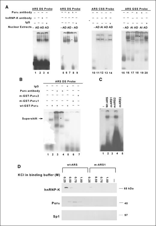 Figure 2. Binding specificity of nuclear proteins to ARS in EMSA. A, nuclear extracts (5 μg) or purified GST-Purα fusion protein (0.2 μg; B and C) were incubated for 30 min at room temperature with [32P]-labeled, double-stranded, dsARS (A, lanes 1–9) or with ARS mutants (B), or unlabeled wt-ARS (C) or single stranded, ssC-rich sense, CSS (A, lanes 10–14) or G-rich antisense, GSS (A, lanes 15–20)-ARS oligonucleotide in the presence or absence of the indicated antibody. The reaction mixtures were subjected to native 8% PAGE as described in Materials and Methods. B and D, positions of anti-Purα antibody–shifted bands (*). Changes in complex intensities in B (lanes 4 and 5) were deemed to be nonspecific. D, pull-down assays using biotinylated dsARS-streptavidin beads, followed by Western blots, using monoclonal antibodies against hnRNP-K, Purα, and Sp1 (undetected), respectively.