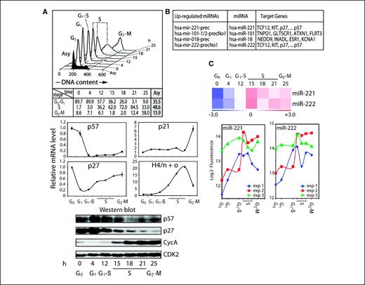 Figure 1. Up-regulation of miR-221 and miR-222 in quiescent T98G cells stimulated to proliferate. A, synchronization of T98G cells was achieved by serum deprivation, and cells were released from the arrest with serum-containing media. Cell cycle distribution determined by FACS analysis with cell cycle stages after release from the block along with the percentage in each cell cycle phase (h; top). mRNA (middle) and protein (bottom) profiles for the different cell cycle stages. Characteristic cell cycle stage–specific oscillations of mRNA and proteins are depicted (see text for details). B, up-regulated miRNAs identified by microchip analysis as a function of cell cycle and selected putative targets for each miRNA. C, three independent experiments are displayed as hierarchical clustering (average; top) and log2 of fluorescence of microchip data (bottom). In the top panel, red shades represent expression above the mean across all samples and blue shades represent expression below the mean. Both miR-221 and miR-222 are up-regulated when quiescent T98G cells are stimulated to proliferate.