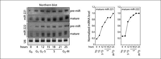 Figure 2. miRNA-221 and miRNA-222 levels during cell proliferation. miR-221 and miR-222 levels were analyzed in T98G cells released from quiescence by serum stimulation. Total RNA was isolated from samples taken at the indicated time points after release and analyzed by Northern blot using specific probes (left). Bottom, cell cycle stages. Right, band quantification of mature miRNAs expressed as fold change compared with U6 RNA. Maximum value was arbitrarily considered as 1.