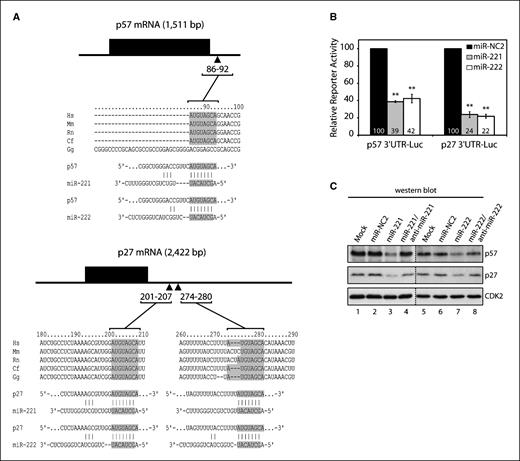 Figure 3. p57 3′UTR and p27 3′UTR are targets of miR-221 and miR-222. A, p57 and p27 mRNA 3′ UTRs depicting putative target sites for miR-221 and miR-222. The 3′ UTRs of p57 and p27 contain one and two sites expected to be recognized by both miR-221 and miR-222, respectively (arrowheads). Numbers represent the position of the seed match within the UTR sequences. Hs, human; Mm, mouse; Rn, rat; Cf, dog; Gg, chicken. B, repression of activity of the p57 3′ UTR-luciferase and p27 3′ UTR-luciferase constructs by ectopic expression of miR-221 and miR-222 oligonucleotides in K562 cells. Transfection of a nonfunctional miRNA (miR-NC2) was used as a negative control. Firefly luciferase activity was determined 48 h after transfection and normalized to Renilla luciferase activity from a promoter-less vector. Statistical significance was determined by the Student's t test for three independent experiments (**, P < 0.01). C, K562 cells were either mock-transfected or transfected with miR-NC2, miR-221, miR-222, or a combination of miRNA and a 5-fold excess of the corresponding anti-miRNA inhibitor for 48 h. Total protein extracts were used to analyze p57 and p27 levels by Western blot with the specific antibodies (right). Transfection with miR-221 and miR-222 significantly reduced the levels of endogenous p57 and p27 proteins (lanes 3 and 7) when compared with mock (lanes 1 and 5) or miR-NC2 transfection (lanes 2 and 6). This decrease was reverted by the corresponding miRNA inhibitors (lanes 4 and 8). CDK2 is shown as loading control.