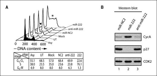 Figure 5. Elevated levels of miR-221/miR-222 drive cells into S phase in the absence of serum growth factors. A, cell cycle distribution of T98G cells transfected with 75 nmol/L miRNAs for 24 h and then serum-deprived for 24 h. Cell cycle distribution was analyzed by FACS sorting, and profiles along with the percentage in each cell cycle stage are shown underneath. Cells transfected with miR-222 show accumulation of cells in S phase (asterisk), as well as a sub-2N peak (arrowhead). B, western blot analysis of samples taken from A confirmed the decrease in p27 protein level in miR-222–treated T98G cells; an increase in cyclin A protein is also observed, consistent with increased S-phase accumulation. Right, antibodies used. CDK2 was used as loading control. Asy, asynchronous.