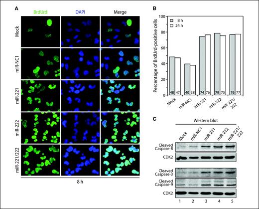 Figure 6. miR-221 and miR-222 induce apoptosis in the absence of growth factors. A, BrdUrd incorporation was monitored by immunofluorescence microscopy after transfection of T98G cells with miRNA oligonucleotides (75 nmol/L) for 24 h (left) and serum-deprived for 8 h. Note the presence of lobulated nuclei indicative of apoptosis. B, quantitative analysis of BrdUrd-positive cells in A (data not shown). Transfection of miR-221, miR-222, and the combination miR-221/miR-222 oligonucleotides shows ∼76% of BrdUrd-positive cells compared with ∼39% in miRNA negative control (miR-NC1) at both 8 and 24 h (>400 cells were counted). C, analysis of caspase activation. Samples treated as in A were resuspended in loading buffer and analyzed by Western blot for caspase cleavage products. Left, antibodies used. CDK2 was used as loading control.