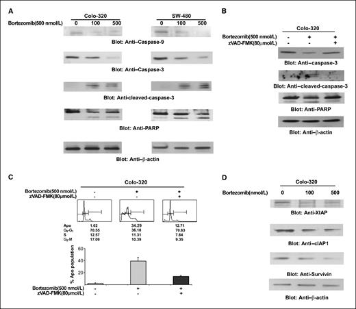 Figure 4. Activation of caspase-9 and caspase-3, and cleavage of PARP induced by bortezomib treatment in CRC cells. A, caspase-9, caspase-3, and PARP cleavage following bortezomib treatment. Colo320 and SW480 cells were treated with and without 100 and 500 nmol/L bortezomib for 48 h. Cells were lysed and 20 μg protein were separated by SDS-PAGE, transferred to PVDF membrane, and immunoblotted with antibodies against pro–caspase-9, pro–caspase-3, cleaved caspase-3, PARP, and β-actin. B, effect of z-VAD-fmk on bortezomib-induced activation of caspase-3 and cleavage of PARP. Colo320 cells were pretreated with either 80 μmol/L z-VAD/fmk for 2 h and subsequently treated with 500 nmol/L of bortezomib for 48 h. Cells were lysed and 20 μg protein were separated by SDS-PAGE, transferred to PVDF membrane, and immunoblotted with antibodies against pro–caspase-3, cleaved caspase-3, PARP, and β-actin. C, effect of z-VAD/fmk on bortezomib-induced apoptosis in CRC cells. Colo320 cells were pretreated with 80 μmol/L z-VAD/fmk for 2 h and subsequently treated with 500 nmol/L bortezomib, and apoptosis was measured by propidium iodide staining. Columns, mean of three independent experiments; bars, SD. D, bortezomib-induced down-regulation of XIAP, cIAP1, and survivin expression. Colo320 cells were treated with and without 100 and 500 nmol/L bortezomib for 48 h. Cells were lysed and equal amounts of proteins were separated on SDS-PAGE, transferred to PVDF membrane, and immunoblotted with antibodies against XIAP, cIAP1, survivin, and β-actin as indicated.