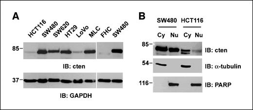 Figure 2. Cten expression in various cell lines and its subcellular distribution. A, total cell lysates (20 μg) from indicated cell lines were immunoblotted with indicated antibodies. B, cytoplasmic (Cy) and nuclear (Nu) fractions of SW480 and HCT116 cell lines (30 μg) were immunoblotted with indicated antibodies. Cten degradation was observed in some samples.