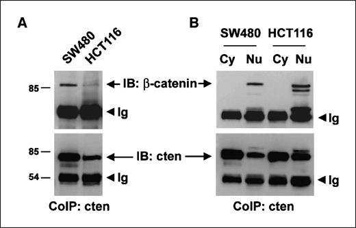 Figure 3. Cten associates with β-catenin in the nucleus. A, total cell lysates (1.5 mg) of SW480 or HCT116 were coimmunoprecipitated (CoIP) with anti-cten antibody and then immunoblotted by β-catenin antibody. B, cytoplasmic (2.2 mg) and nuclear proteins (240 μg) from SW480 or cytoplasmic (3.7 mg) and nuclear proteins (680 μg) from HCT116 were coimmunoprecipitated with anti-cten antibody and then immunoblotted with β-catenin antibody. Note that the lower β-catenin band in HCT116 Nu might represent degradation products.