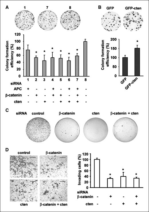 Figure 4. Cten modulates the tumorigenicity of colon cancer cells. A, the histogram shows the colony formation efficiency of SW480 transfected with siRNAs targeting APC, β-catenin, or cten. Columns, mean (n = 3); bars, SD. *, P < 0.05, compared with group 8 (Student's t test). B, histogram showing the colony formation efficiency of HCT116 transfected with pEGFP or pEGFP-cten. C, soft agar assay of SW480 transfected with β-catenin or/and cten siRNA. A representative panel is shown for each transfection. D, the histogram shows the quantification of cell invasion. *, P < 0.05, compared with control. Bar, 200 μm.