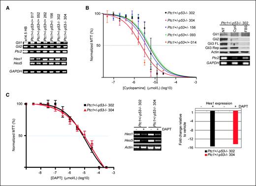 Figure 3. A, Ptc1+/− MB cell lines express Hedgehog (Gli1, Gli2, Ptc2) and Notch (Hes1, Hes2) target genes as determined by RT-PCR [e14.5 HB, embryonic day 14.5 hindbrain tissue, glyceraldehyde-3-phosphate dehydrogenase (GAPDH), control]. B, proliferation (IC50 = 1–3 μmol/L) and expression of Hh target genes is inhibited by 5 μmol/L cyclopamine treatment. Serum treatment abolished protein expression of Hh targets [Gli1, Gli2, Gli3-full length (FL), Gli3-repressor (Rep), and actin protein analysis by Western blot; Ptc2 and GAPDH expression analysis by RT-PCR]. C, proliferation (IC50 = 10 μmol/L) and expression of Notch target genes is inhibited by treatment with 10 μmol/L of the γ-secretase inhibitor DAPT (Hes1 and Hes5 expression analysis by RT-PCR and confirmation of Hes1 expression by real-time PCR).