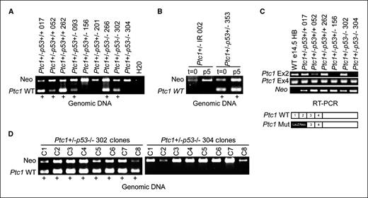 Figure 4. A and B, Ptc1+/− MB cell lines were genotyped by PCR reaction of genomic DNA. The Ptc1 WT allele could be detected in some cell lines (+) and (B) in some primary tumors from which they were derived. C, WT Ptc1 RNA could be detected in the cell lines that retained the WT Ptc1 allele as determined by RT-PCR reaction with WT-specific primers. e14.5 HB, WT embryonic day 14.5 hindbrain tissue, negative control for LacZ/Neo cassette. Bottom, schematic showing the disruption of the WT Ptc1 allele by LacZ/Neo cassette. D, heterogeneity for the Ptc1 allele does not exist within established cell lines. Single cells were deposited by FACS, expanded clonally, and genotyped. All subclones showed the same genotype as the parental cell lines from which they were derived.