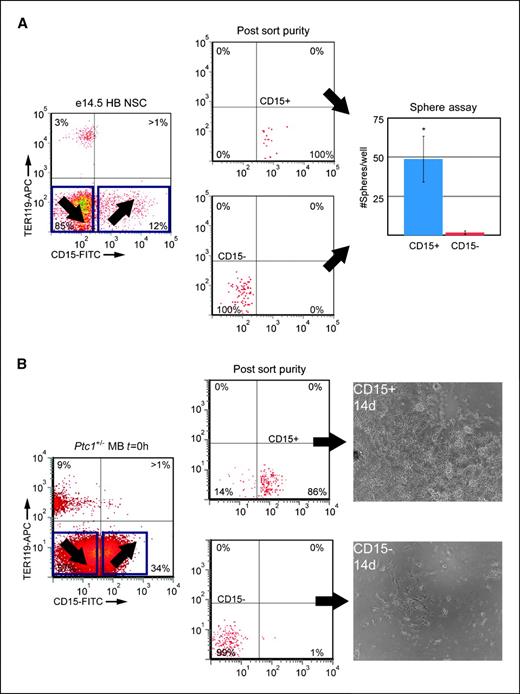 Figure 5. A, representative FACS profiles of embryonic day 14.5 (e14.5) WT hindbrain (HB) cells stained for CD15-FITC and the erythroid lineage marker Ter119−APC. APC-negative (Ter119−APC−), CD15-positive (CD15+), or CD15-negative (CD15−) populations were sorted by FACS. The purity of each population was determined immediately post sort, and both populations were plated in vitro. Seven days post sort, the number of neurospheres in each population was counted. Sphere assay data from three independent time-mated litters and sorts. *P < 0.05, t test. B, representative data from Ter119−APC−, CD15+, or CD15− sorted cells derived from a freshly dissociated, uncultured Ptc1+/− MB. The purity of each population was determined immediately post sort; cells were plated in mouse NSC medium and imaged 14 d post sort. CD15+ cells quickly grew to confluence.