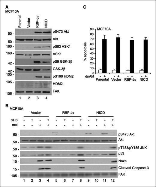 Figure 1. Notch-induced Akt activation was necessary for resistance to apoptosis in MCF10A cells. A, Akt signaling was activated in MCF10A/RBP-Jκ and MCF10A/NICD cells. Whole cell lysates from MCF10A cells, MCF10A cells carrying the empty pcDNA3 (Vector), MCF10A/RBP-Jκ and MCF10A/NICD were analyzed by Western blotting for phosphorylation of Akt and its downstream targets. B, inhibiting Akt signaling sensitized MCF10A/RBP-Jκ and MCF10A/NICD cells to DNA damage-induced apoptosis. Whole cell lysates from MCF10A, MCF10A/RBP-Jκ, and MCF10A/NICD cells treated with 10 μmol/L SH6 and 100 μmol/L melphalan for 8 h as indicated were analyzed by Western blotting for Akt phosphorylation, Noxa expression, JNK phosphorylation, p53 accumulation, and caspase-3 cleavage. C, inhibiting Akt induced apoptosis in MCF10A cells regardless of RBP-Jκ–dependent Notch signaling. Parental, vector control, MCF10A/RBP-Jκ, and MCF10A/NICD cells were transiently transfected with either an empty vector or an expression plasmid encoding a dominant negative form of Akt. Transfected cells were identified by the co-transfection of these plasmids with pEGFP-C1 (Promega). The percentage of GFP positive cells that were apoptotic was determined. Average of three independent experiments.