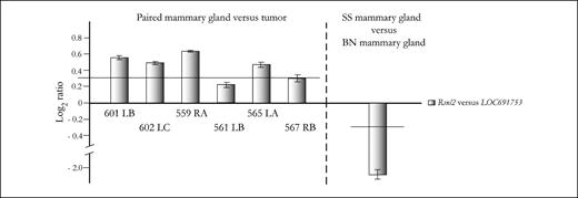 Figure 2. Ighv locus LOC691753 at RNO6q32 was tested for copy number changes in 6 tumors when compared with paired mammary gland DNA using genomic qPCR. Two control loci were included (Rsnl2 and Ahr) and results were normalized against both controls independently. Normalized data from the Rsnl2 gene are shown. All assays were repeated in fully independent assays. Bars, SD for the duplicates. Everything above 0.3 (log2 scale) was considered as a significant change, as the normal variation between the two reference genes (Rsnl2 and Ahr) was between 0 and 0.3. Ighv locus was clearly gained in 4 tumors (601 LB, log2 = 0.54; 602 LC, log2 = 0.46; 559 RA, log2 = 0.61; 565 LA, log2 = 0.47). Mammary gland DNA from an untreated BN female was further compared with mammary gland DNA from an untreated SS female, and Ighv locus was normalized to the two reference genes as described above. Normalized data from the Rsnl2 gene are shown. A copy number change below −0.3 on a log2 scale was considered to be significant, as the normal variation between the two reference genes (Rsnl2 and Ahr) was between 0 and −0.3. A decrease in gene copy numbers of the Ighv locus (LOC691753) is observed in the BN mammary gland DNA when compared with the SS mammary gland DNA (log2 = −2.12).