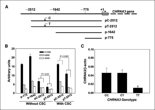 Figure 2. Promoter activity of CHRNA3 with different deletion constructs or constructs containing different alleles of rs6495309T>C SNP. A, schematic representation of the CHRNA3 5′-flanking region and reporter gene constructs used in this study. B, luciferase expression of deletion constructs and constructs containing rs6495309C or rs6495309T in H1299 cells with or without cigarette smoke condensate (CSC) stimulation. All constructs were cotransfected with pRL-SV40 to standardize the transfection efficiency. Luciferase levels of pGL3-Basic and pRL-SV40 were determined in triplicate. Fold increase was measured by defining the activity of the empty pGL3-Basic vector as 1. Columns, means from three independent experiments, each in triplicate; bars, SD. C, levels of CHRNA3 RNA expression in lung tissues as a function of rs6495309T>C genotype. Columns, means normalized to β-actin; bars, SE. Expression levels among the CC and CT genotypes were significantly higher than that among the TT genotype; *, P < 0.05.