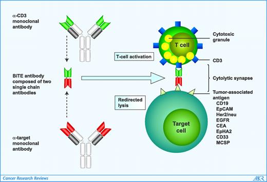 Bispecific T-Cell Engaging Antibodies for Cancer Therapy | Cancer ...