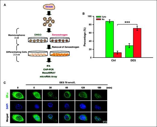 Figure 1. Preexposure of MDECs to diethylstilbestrol and immunofluorescence analysis of nuclear ER-α. A, treatment scheme. Breast progenitor cells were propagated as nonadherent spherical colonies, called mammospheres, and treated with 70 nmol/L diethylstilbestrol or DMSO solvent control for 3 weeks. To induce differentiation, cells were seeded on a collagen substratum in the absence of diethylstilbestrol for 3 weeks. Expression profiling (microRNA microarray), immunofluorescence image (IFA), and epigenetic [chromatin immunoprecipitation (ChIP)-PCR and MassARRAY] analyses were then done on the progeny epithelial cells. B, increased internalization of ER-α in diethylstilbestrol-preexposed MDECs. After the preexposure to diethylstilbestrol (DES) or DMSO, MDECs were subjected to immunofluorescence analysis. The percentage of subcellular localization of ER-α–positive cells, independently scored by two researchers, is shown in the bar chart. Columns, mean of five independent sets of MDEC samples; bars, SE. P < 0.001 (Student's t test). C, nuclear trafficking of ER-α in MDECs on diethylstilbestrol treatment. DMSO-preexposed MDECs were exposed to 70 nmol/L diethylstilbestrol in the indicated time points. Translocation of ER-α protein (green) from the cytoplasm to the nucleus was observed, suggesting functional estrogen signaling. Nuclei were stained with 4′,6-diamidino-2-phenylindole (DAPI; blue). The turquoise signals (merged) highlight the localization of ER-α in the nucleus.