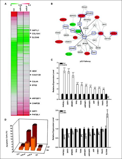 Figure 6. Direct and indirect target genes of miR-9-3. A, microarray profiles of miR-9-3 targets. MCF-7 cells were transfected with two forms (miR-9 or miR-9* mimics) of miR-9-3. After 48 h, total RNA was collected for microarray analysis. Common genes derived microarray profiling and TargetScan database were shown in the heat map (see also Supplementary Table S2 for the list of target genes). The indicated genes are found in signaling network of p53. B, signaling network of p53 regulated by miR-9-3. Network interaction of the p53 pathway was constructed using the Ingenuity Pathway program, which identified 34 significant genes as the miR-9-3 targets. Genes in red and green ovals are up-regulated and down-regulated genes, respectively. Genes in blue open rectangles are correlated to the p53 pathway. C, confirmation of potential miR-9-3 targets. The expression level of selected p53 pathway-related genes was examined by qRT-PCR in miR-9 transfectants (top) and diethylstilbestrol-preexposed MDECs (bottom). β-Actin was used as internal control. D, induction of apoptosis by miR-9-3. microRNA mimics (miR-9 and miR-9*) were separately transfected into MCF-7 cells for 48 h. Apoptosis assay was done, as described in Materials and Methods, on days 4 and 7 after the transfection. Scrambled oligonucleotides were used as negative controls. Mean ± SD (n = 3). ***, P < 0.001; **, P < 0.01; *, P < 0.05 (Student's t test), compared with control cells.