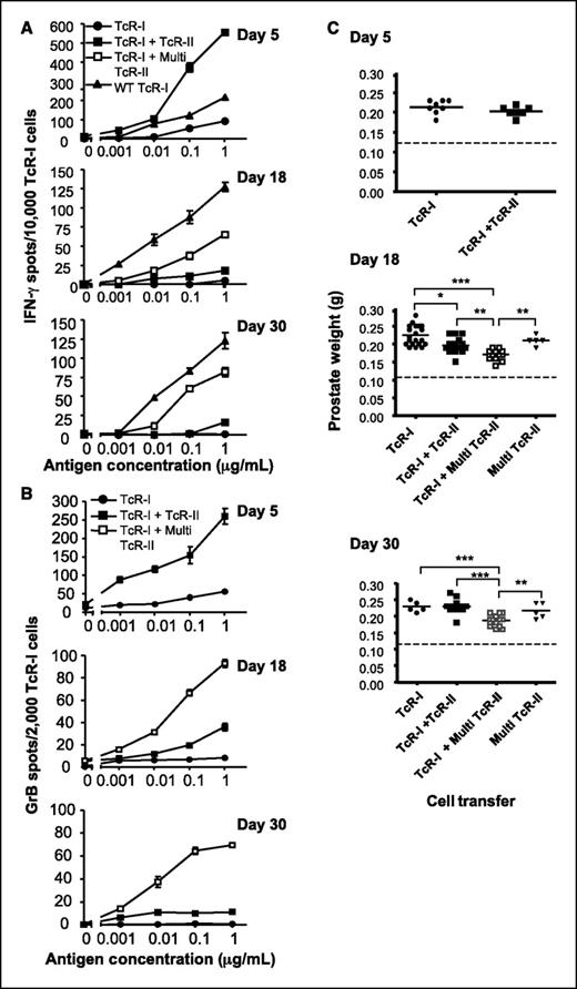 Figure 4. Continuous provision of TcR-II cells prevents the induction of tolerance of TcR-I cells. A, frequency of IFN-γ–secreting (A) or GrB-secreting (B) TcR-I cells isolated from TRAMP mice was determined by ELISPOT assay. Mice receiving TcR-I with multiple TcR-II cell transfers (TcR-I + Multi TcR-II) versus single cotransfer (TcR-I + cR-II) or TcR-I alone produced significantly greater IFN-γ (P < 0.05, all time points) and GrB (P < 0.001, day 5; P < 0.05, days 18 and 30). Mean ± SE. Representative of three separate experiments. C, to estimate tumor burden, the prostatic complex was dissected and weighed. Dashed line, mean wet weight of WT prostate. In nontransferred TRAMP mice, the average prostatic weight was 0.25 ± 0.02 g. Dots, individual mouse; horizontal bars, group mean. *, P < 0.05; **, P < 0.01; ***, P < 0.001.