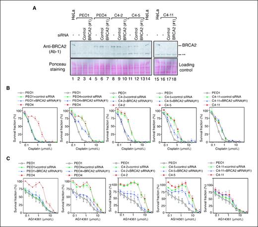 Figure 4. BRCA2 restoration is critical for acquired drug resistance. (Full-length blots are presented in Supplementary Fig. S5D). A, BRCA2 Western blotting of PEO1, PEO4, C4-2, C4-5, and C4-11 cells treated with indicated siRNA. BRCA2 siRNA #1 was used in this experiment. B, cisplatin sensitivity assessed by crystal violet assay. PEO4, C4-2, and C4-5 were resistant to cisplatin. BRCA2 siRNA (#1)–treated PEO4, C4-2, and C4-5 cells are cisplatin-sensitive compared with control siRNA–treated cells. (P < 0.05, LD50 data were compared by unpaired t test). BRCA2 siRNA had no effect on cisplatin sensitivity of PEO1 and C4-11 cells; points, mean (n = 3). C, AG14361 sensitivity assessed by crystal violet assay. PEO4, C4-2, and C4-5 were resistant to AG14361. BRCA2 siRNA (#1)–treated PEO4 and C4-2 cells were AG14361-sensitive compared with control siRNA–treated cells (P < 0.05; LD50 data were compared by unpaired t test). BRCA2 siRNA (#1)–treated C4-5 cells tended to be AG14361-sensitive compared with control siRNA–treated cells, but the difference is not statistically significant (P = 0.067). BRCA2 siRNA (#1) had no effect on AG14361 sensitivity of PEO1 and C4-11 cells; points, mean (n = 3); bars, SE.