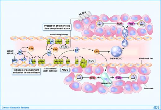 Unwelcome Complement | Cancer Research | American Association for ...