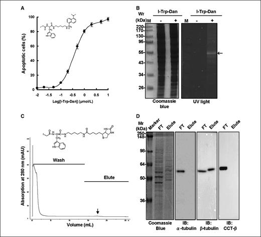 Figure 2. Identification of the intracellular target of the I-Trp compound. A, apoptotic HEK-293 cells treated with the I-Trp-Dan compound (insert) at indicated dosages for 24 h. After the incubation, cells were collected and subjected to PI staining and then analyzed by flow cytometry. B, HEK-293 cells were treated without or with I-Trp-Dan at 1 μmol/L for 24 h, and the cell lysates were analyzed by SDS-PAGE stained with Coomassie blue (left). The dansylated protein band was visualized under UV light (right). C, I-Trp-B compound (insert)–incorporated proteins of HEK-293 cells were purified by affinity chromatography using a streptavidin column. D, streptavidin-unbound (flow-through, FT) and bound (Elute) proteins were analyzed by SDS-PAGE and Western blot analysis using α-tubulin, β-tubulin, or CCT-β–specific antibodies.
