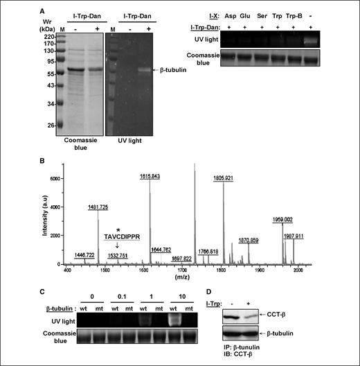 Figure 3. Identification of the I-Trp incorporating site in β-tubulin. A, recombinant human β-tubulin was incubated without or with I-Trp-Dan and analyzed by SDS-PAGE (left) or pretreated with I-Asp, I-Glu, I-Ser, I-Trp, or I-Trp-B before I-Trp-Dan treatment (right). B, I-Trp-Dan–treated β-tubulin protein excised from the gel was subjected to mass spectrometric analysis. A distinct peak with m/z = 1532.275 was assigned as dansylated β-tubulin (arrow). C, wild-type (wt) and C354A mutant (mt) β-tubulin (100 μg) were incubated with I-Trp-Dan at designated concentrations and subsequently analyzed by SDS-PAGE. Dansylated proteins were visualized under UV light (top) or stained with Coomassie blue (bottom). D, cell lysates of HEK-293 cells treated without or with I-Trp (1 μmol/L) were immunoprecipitated with β-tubulin antibody and then immunoblotted with CCT-β antibody (top). The same blots were reprobed with β-tubulin antibody to quantify protein input in immunoprecipitation.