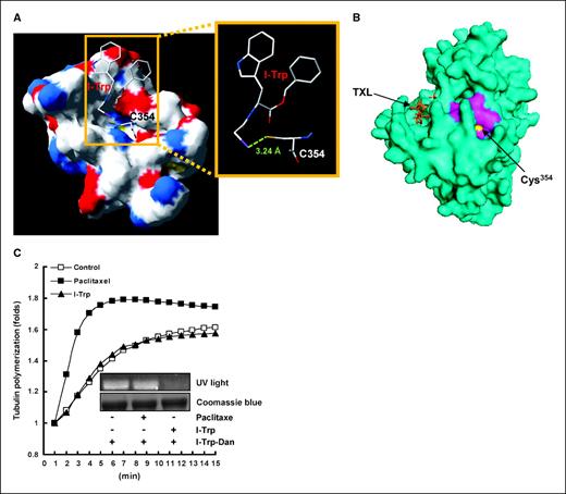 Figure 4. Molecular docking model of I-Trp in β-tubulin and its effect on tubulin polymerization. A, molecular docking of I-Trp in β-tubulin [protein data bank (PDB) entry 1Z2B] was performed using GEMDOCK software. The intermolecular distance between the iodo group of I-Trp and the SH group of the Cys354 residue was determined to be 3.24 Å (enlarged figure) using Swiss-PdbViewer 3.7. B, the structure of β-tubulin complexed with Taxol was taken from PDB entry 1TUB and analyzed using Pymol software. The β-tubulin subunit is in blue. The peptide VCDIP (353–357) of β-tubulin, which interacts with CCT-β, is in magenta. The Cys354 residue is in yellow. Taxol (TXL) located in the β-tubulin subunit is in orange. C, recombinant β-tubulin proteins (100 μg) were preincubated with paclitaxel or I-Trp (1 μmol/L of each) before the addition of I-Trp-Dan (1 μmol/L). Dansylated protein was visualized under a UV light (top) or by staining with Coomassie blue (bottom), as shown in the inserted figures. An in vitro tubulin polymerization assay was performed in the presence of paclitaxel (10 nmol/L), I-Trp (1 μmol/L), or DMSO (0.1%) as a solvent control. The results obtained from triplicate assays were normalized relative to time 0.