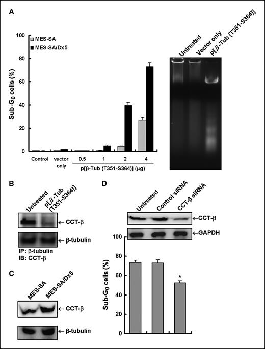 Figure 5. Effects of β-tubulin/CCT-β complex interruption by the overexpression of peptide (T351-S364) in MES-SA and MES-SA/Dx-5 cells. A, MES-SA and MES-SA/Dx-5 cells were transfected without (Untreated) or with the pIRES2-EGFP vector (Vector only) or the pIRES2-EGFP vector containing the truncated β-tubulin peptide fragment T351-S364 (p[β-Tub (T351-S364)]). The mean percentage of the sub-G0 cell population was obtained from three independent experiments (left). The isolated genomic DNA from MES-SA/Dx5 cells transfected without (Untreated) or with vector only or the p(β-Tub [T351-S364]) plasmid (2 μg of each) for 72 h was analyzed by electrophoresis using a 1.8% agarose gel (right). B, cell lysates were extracted from MES-SA/Dx-5 cells transfected without or with the p(β-Tub [T351-S364]) plasmid (2 μg) for 48 h and then immunoprecipitated with β-tubulin–specific antibodies and immunoblotted using a CCT-β antibody. The same blots were reprobed with the β-tubulin antibody to quantify protein input in immunoprecipitation. C, cell lysates obtained from MES-SA and MES-SA/Dx-5 cells were analyzed by SDS-PAGE/Western blot using CCT-β or β-tubulin antibodies. D, MES-SA/Dx-5 cells were transfected without or with CCT-β siRNA or nontargeting control at 100 nmol/L for 48 h before treating with I-Trp at 1 μmol/L for another 24 h. Cell lysates were analyzed by SDS-PAGE/Western blot using CCT-β or glyceraldehyde-3-phosphate dehydrogenase (GAPDH) antibodies (top). GAPDH was used as an internal control for protein loading. The above cells were also subjected to PI staining and flow cytometric analysis.